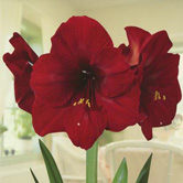 �ʼ������