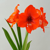 ��ɫ������