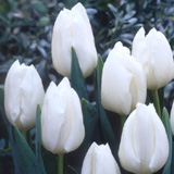 ��ѩ����