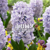 ��ɫ����