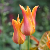 ������Ů