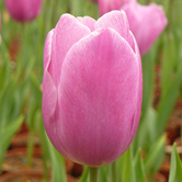 ������Ů