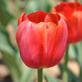 ��ά����