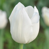 ��˹��Ħ����