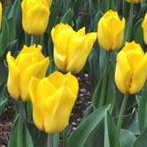 ��ɫ����