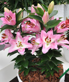 ����Ʒ�����ԣ�