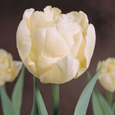 ������-�ڿ�