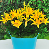 С�۷䣨���ԣ�