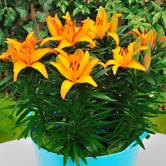 ��ɫ��������ԣ�