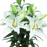 ���飨���ԣ�