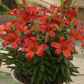 �������ԣ�