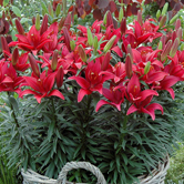 �����������ԣ�