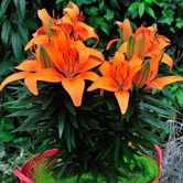 �����ˣ����ԣ�