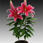 ̫�գ����ԣ�