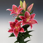 ������£����ԣ�