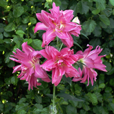 ��ɫ���棨���ԣ�