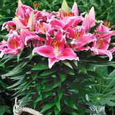 �˵�����ԣ�