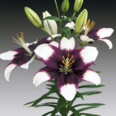 ���ˣ����ԣ�