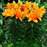 ��Ӱ�����ԣ�