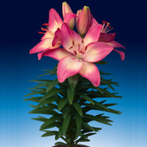 �赸�ң����ԣ�