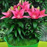 ���飨���ԣ�