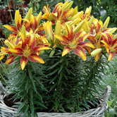 �����������ԣ�