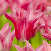 ����˹͡��