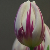 ȼ�յ�����