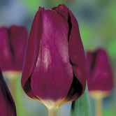 ��ɫ����