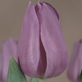 ��������Ů