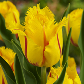 �����Ÿ�