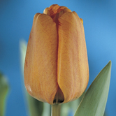 ��������Ů