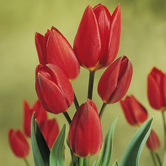 ��ɫ����ɴ