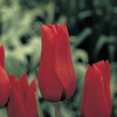 ��ɫ����