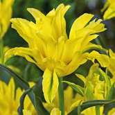 ��ɫ����