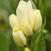 �ǹ����ֲ�