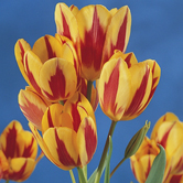 ����ɫ��