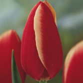 ����һ��