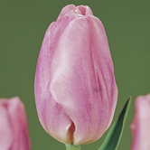 ˹�ε°�Ī��