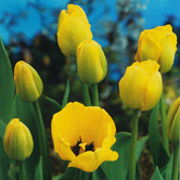 ��Ů����