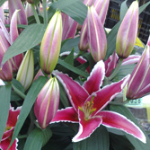 �Ƹ������ԣ�