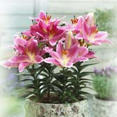 ���������ԣ�