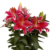 �ǹ⣨���ԣ�