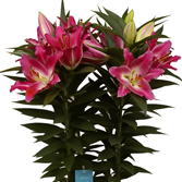 ��Ա�����ԣ�