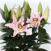 ���������ޣ����ԣ�