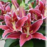 ���������ԣ�