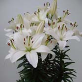 ��ķ�����ԣ�