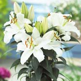 ѩɽ�����ԣ�