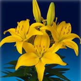 ���⣨���ԣ�