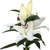 �����������ԣ�